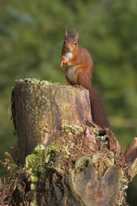 Framed Print : Eurasian red squirrel (Sciurus vulgaris) Framed Print : Eurasian red squirrel (Sciurus vulgaris)