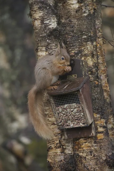 Framed Print : Eurasian Red Squirrel (Sciurus vulgaris)