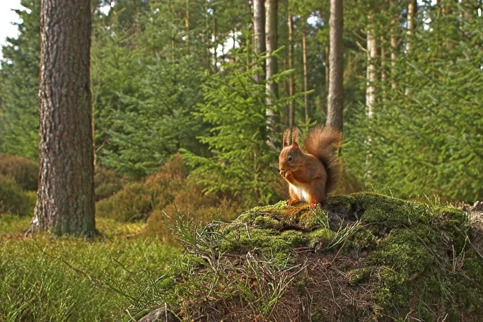 Framed Print : Eurasian red squirrel (Sciurus vulgaris)