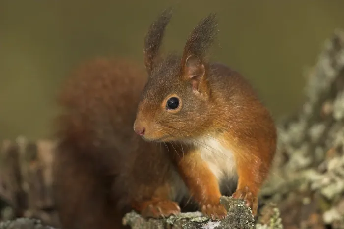 Framed Print : Eurasian red squirrel (Sciurus vulgaris)