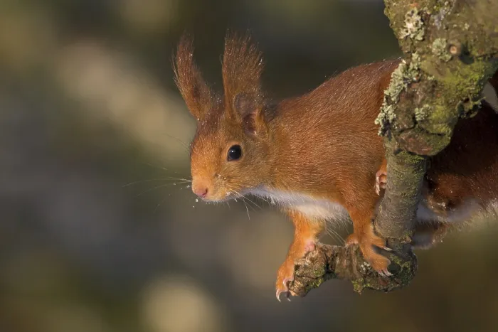 Framed Print : Eurasian red squirrel (Sciurus vulgaris) Framed Print : Eurasian red squirrel (Sciurus vulgaris)