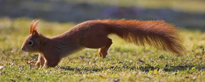 Framed Print : Eurasian red squirrel (Sciurus vulgaris) Framed Print : Eurasian red squirrel (Sciurus vulgaris)