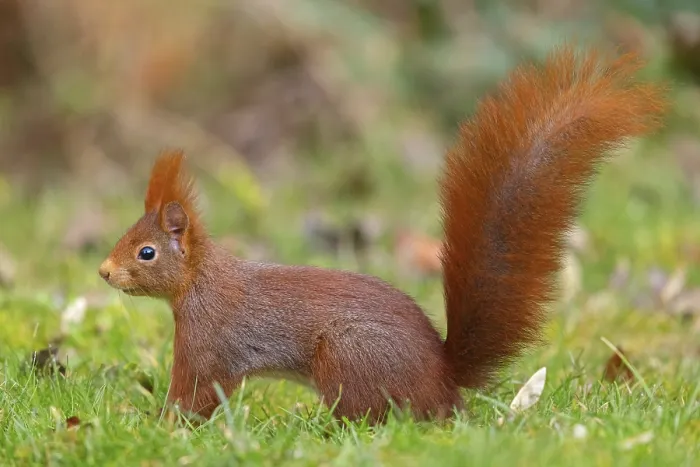 Framed Print : Eurasian red squirrel (Sciurus vulgaris) Framed Print : Eurasian red squirrel (Sciurus vulgaris)