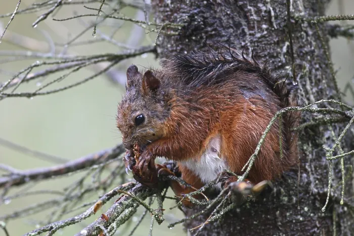 Framed Print : Eurasian red squirrel (Sciurus vulgaris) Framed Print : Eurasian red squirrel (Sciurus vulgaris)