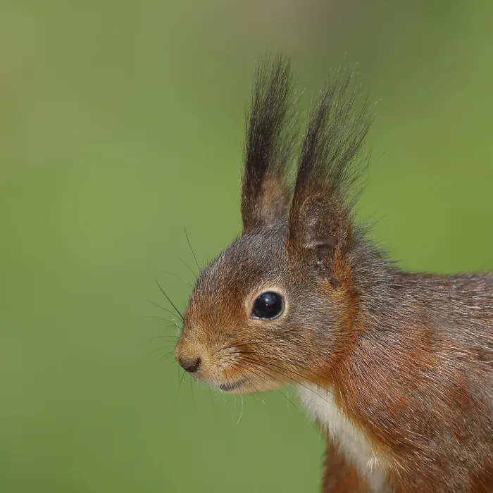 Framed Print : Eurasian red squirrel (Sciurus vulgaris) adult animal