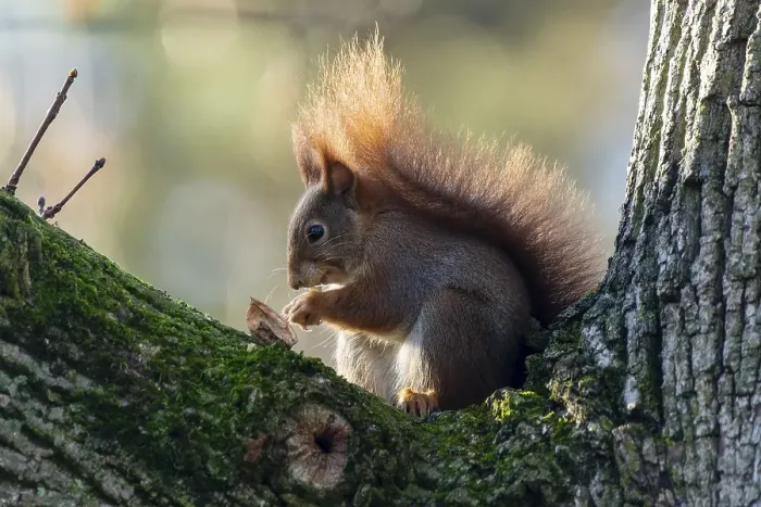 Framed Print : Eurasian red squirrel (Sciurus vulgaris) on a branch, wildlife, Germany, Europe Framed Print : Eurasian red squirrel (Sciurus vulgaris) on a branch, wildlife, Germany, Europe
