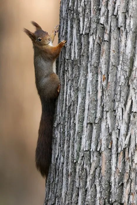 Framed Print : Eurasian red squirrel (Sciurus vulgaris) climbing a tree