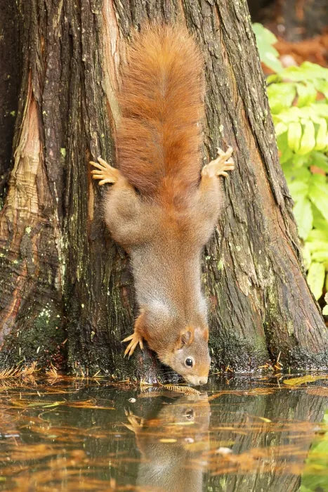 Framed Print : Eurasian red squirrel (Sciurus vulgaris) drinking at a lake