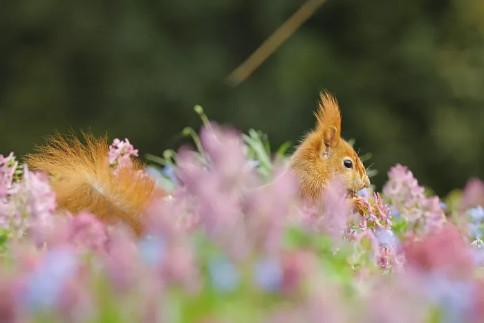 Framed Print : Eurasian red squirrel (Sciurus vulgaris) in a flower meadow