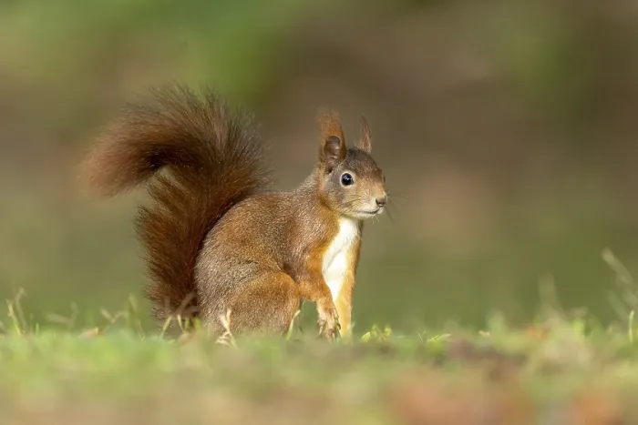 Framed Print : Eurasian red squirrel (Sciurus vulgaris) foraging for food Framed Print : Eurasian red squirrel (Sciurus vulgaris) foraging for food