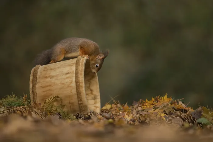 Framed Print : Eurasian Red Squirrel (Sciurus vulgaris) inspecting a wood tub