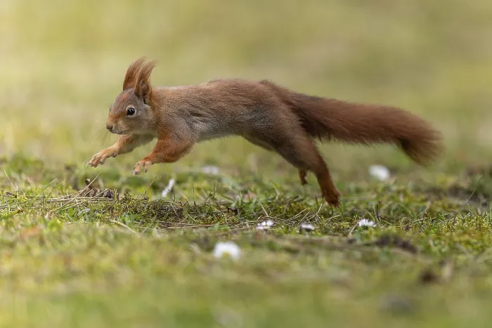 Framed Print : Eurasian red squirrel (Sciurus vulgaris) jumping in a meadow