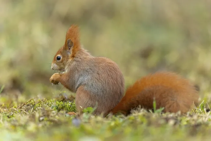 Framed Print : Eurasian red squirrel (Sciurus vulgaris) in a meadow