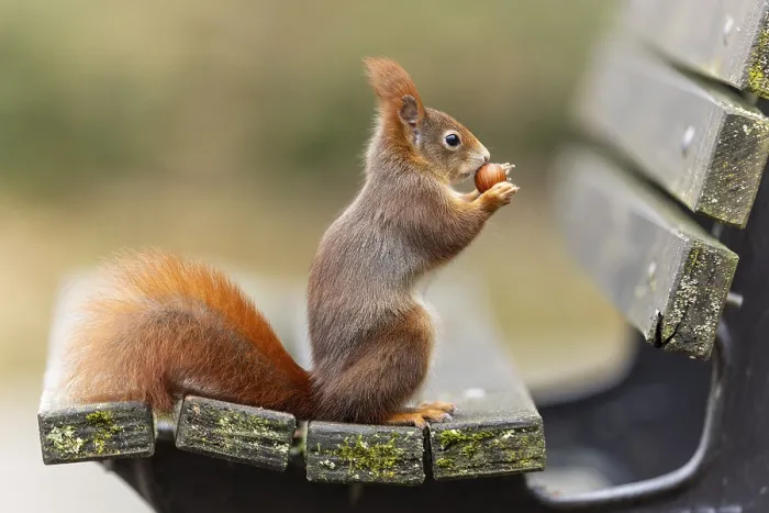Framed Print : Eurasian red squirrel (Sciurus vulgaris) on a park bench Framed Print : Eurasian red squirrel (Sciurus vulgaris) on a park bench