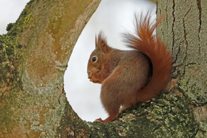 Framed Print : Eurasian red squirrel (Sciurus vulgaris) sits in branch fork and eats