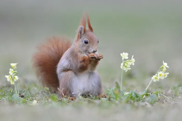 Framed Print : Eurasian red squirrel (Sciurus vulgaris) sits in a flower meadow and eats