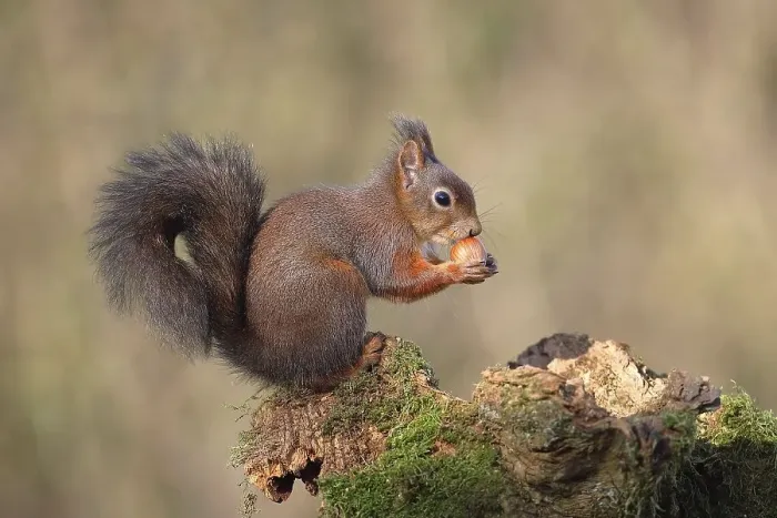 Framed Print : Eurasian red squirrel (Sciurus vulgaris) sits on mossy deadwood and eats a nut