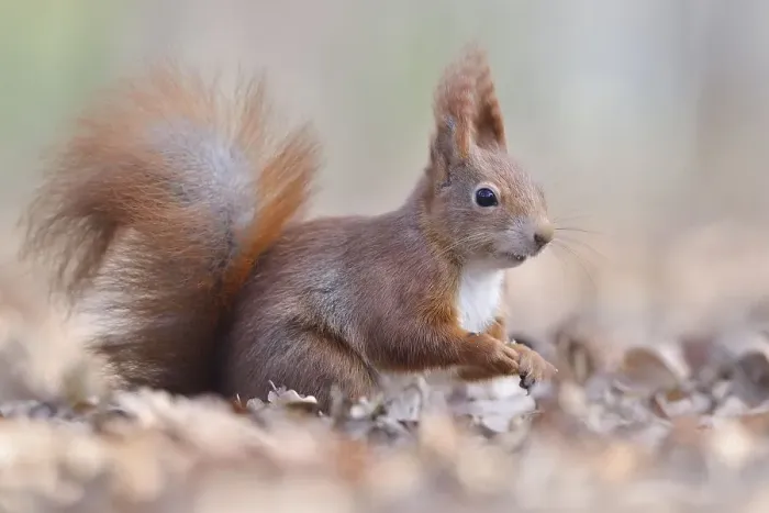 Framed Print : Eurasian red squirrel (Sciurus vulgaris) sitting in old leaves