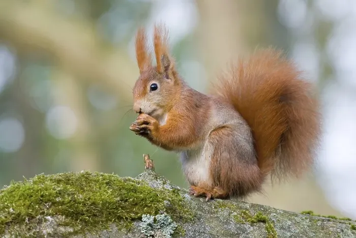 Framed Print : Eurasian red squirrel (Sciurus vulgaris) sitting on tree trunk