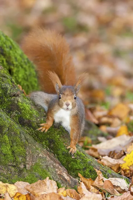 Framed Print : Eurasian red squirrel (Sciurus vulgaris) sitting on tree trunk Framed Print : Eurasian red squirrel (Sciurus vulgaris) sitting on tree trunk