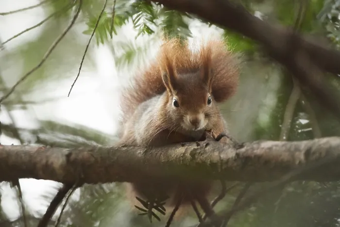 Framed Print : Eurasian red squirrel (Sciurus vulgaris) standing on a branch
