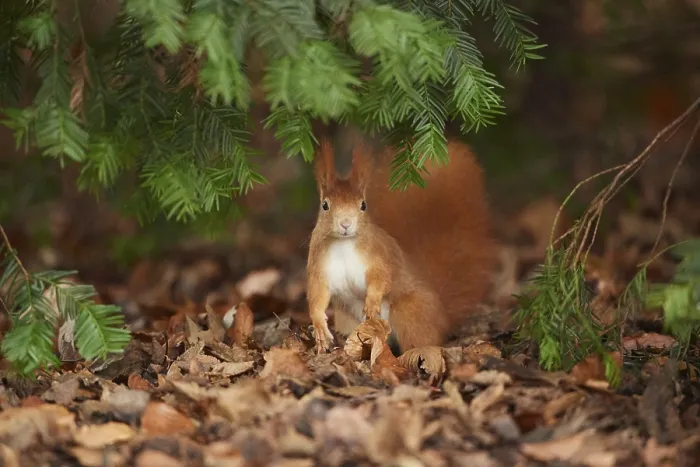 Framed Print : Eurasian red squirrel (Sciurus vulgaris) standing on the ground