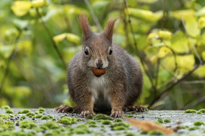 Framed Print : Eurasian red squirrel (Sciurus vulgaris) on a stone