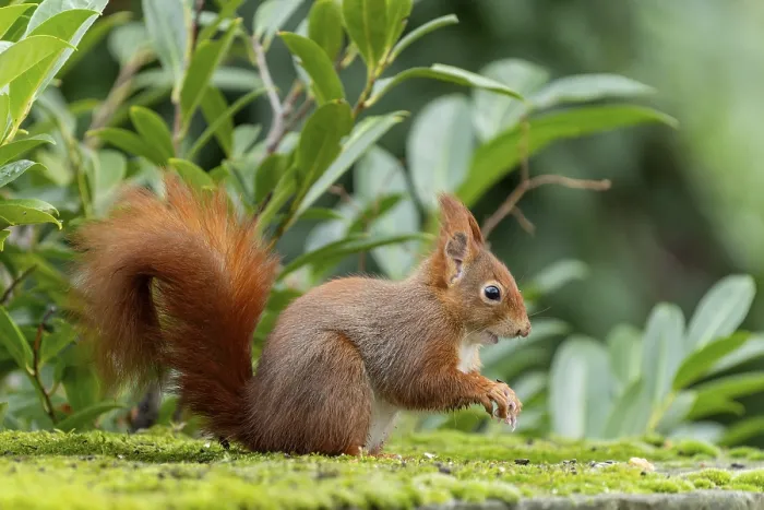 Framed Print : Eurasian red squirrel (Sciurus vulgaris) on a stone Framed Print : Eurasian red squirrel (Sciurus vulgaris) on a stone