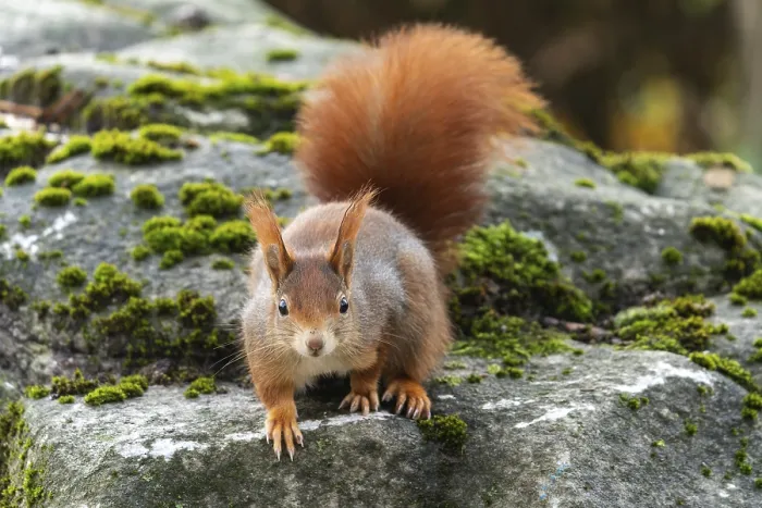 Framed Print : Eurasian red squirrel (Sciurus vulgaris) on a stone