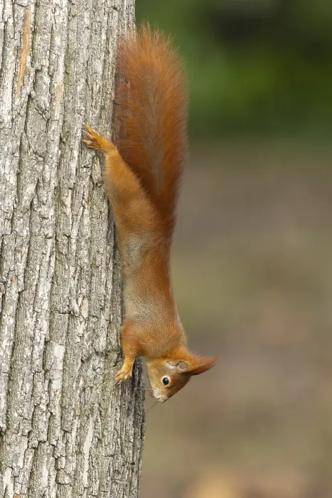 Framed Print : Eurasian red squirrel (Sciurus vulgaris) on a tree trunk Framed Print : Eurasian red squirrel (Sciurus vulgaris) on a tree trunk