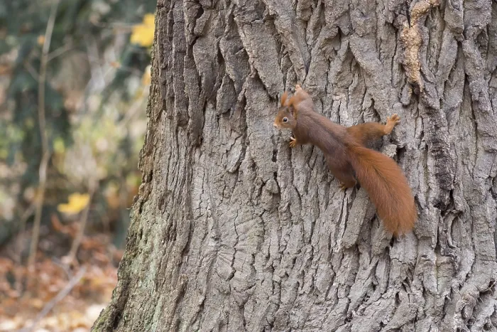 Framed Print : Eurasian red squirrel (Sciurus vulgaris) on tree trunk