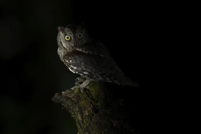 Framed Print : Eurasian Scops Owl (Otus scops)
