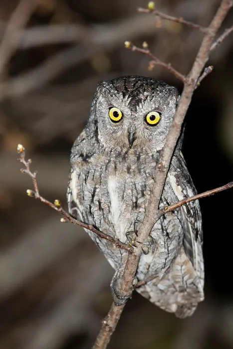 Framed Print : Eurasian Scops Owl (Otus scops) Framed Print : Eurasian Scops Owl (Otus scops)