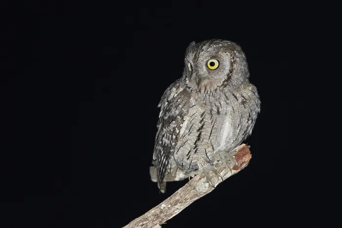 Framed Print : Eurasian Scops Owl (Otus scops), Spain, Europe Framed Print : Eurasian Scops Owl (Otus scops), Spain, Europe