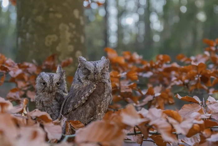 Framed Print : Two Eurasian scops owls (Otus scops)sitting on a twig of a beech tree