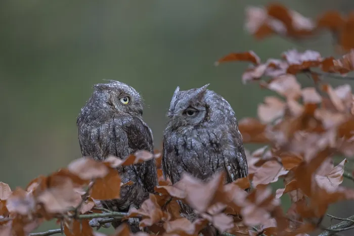 Framed Print : Two Eurasian scops owls (Otus scops)sitting on a twig of a beech tree