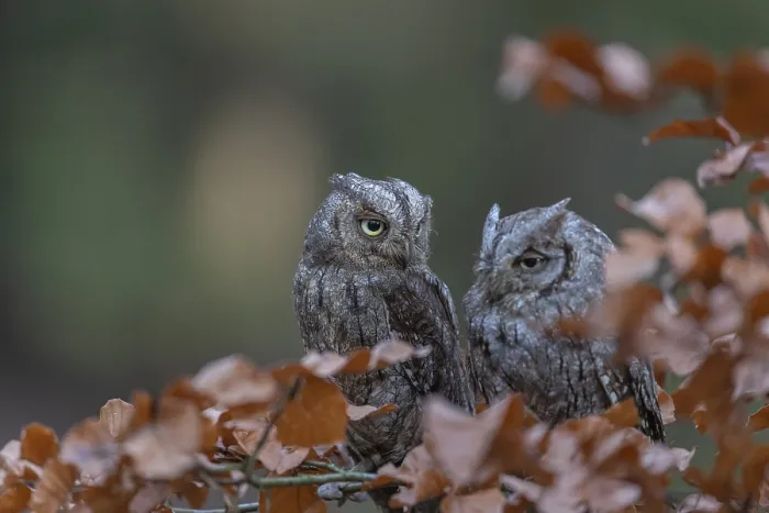 Framed Print : Two Eurasian scops owls (Otus scops)sitting on a twig of a beech tree