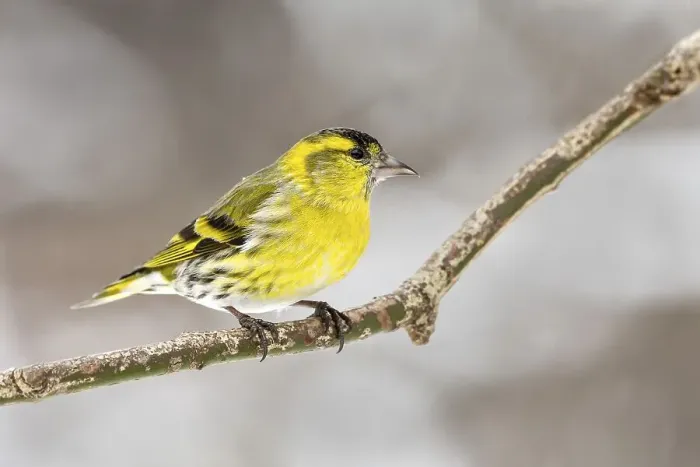 Framed Print : Eurasian siskin (Carduelis spinus) Framed Print : Eurasian siskin (Carduelis spinus)