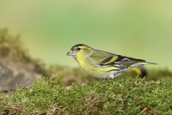 Framed Print : Eurasian siskin (Carduelis spinus)