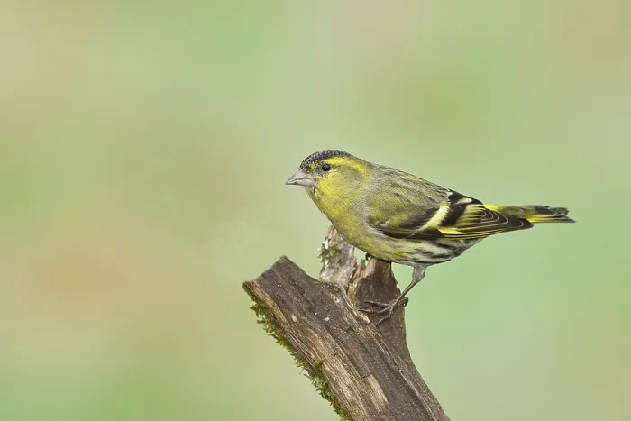 Framed Print : Eurasian siskin (Carduelis spinus)