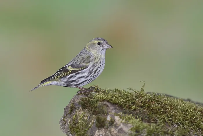 Framed Print : Eurasian siskin (Carduelis spinus)