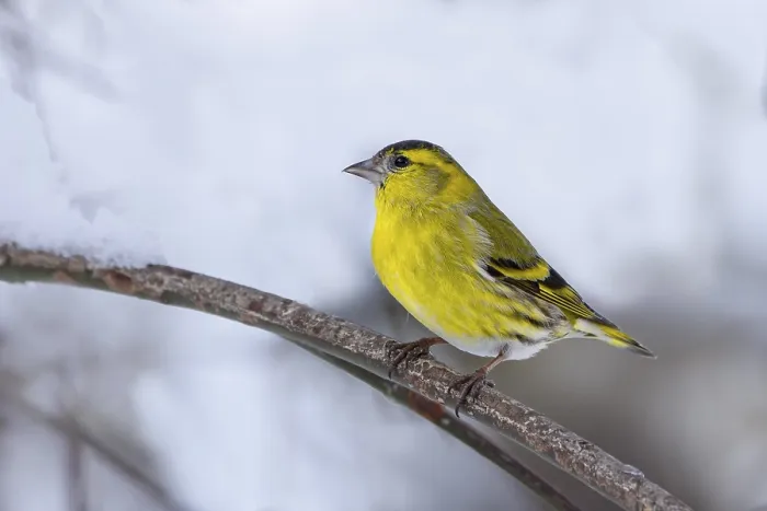 Framed Print : Eurasian siskin (Carduelis spinus)