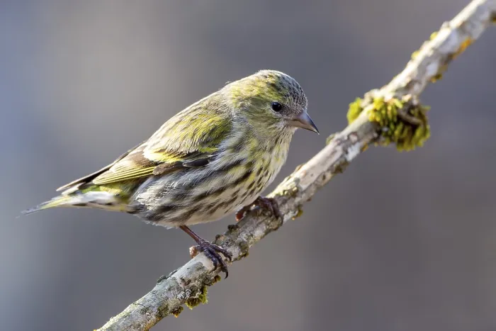 Framed Print : Eurasian siskin (Carduelis spinus)