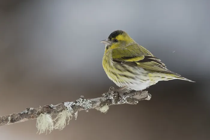 Framed Print : Eurasian siskin (Carduelis spinus) male sitting on twig in winter