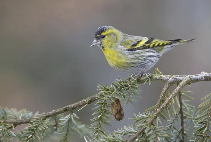 Framed Print : Eurasian Siskin (Spinus spinus) male