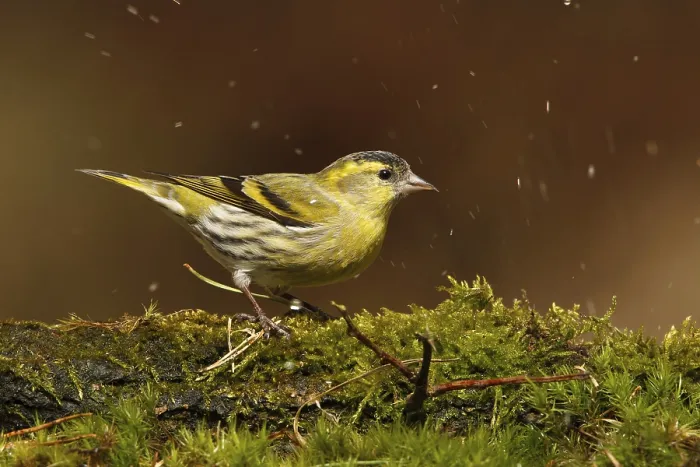 Framed Print : Eurasian Siskin (Spinus spinus) male