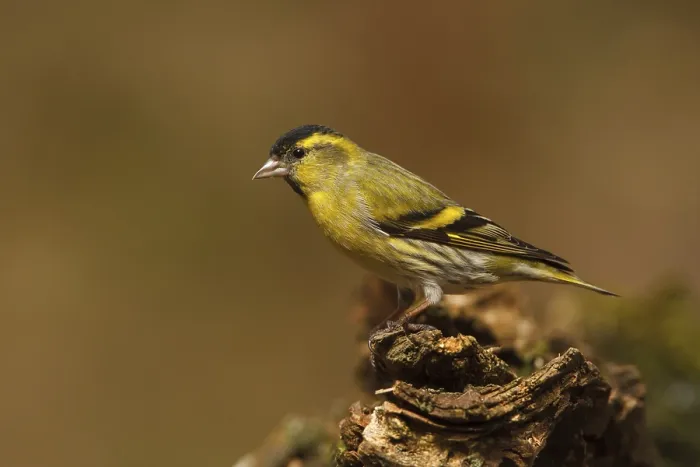 Framed Print : Eurasian Siskin (Spinus spinus) male Framed Print : Eurasian Siskin (Spinus spinus) male