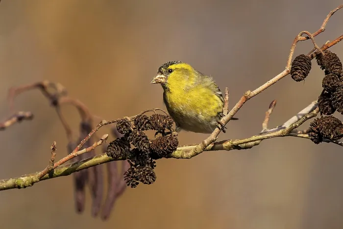 Framed Print : Eurasian Siskin (Spinus spinus) male perched on a branch
