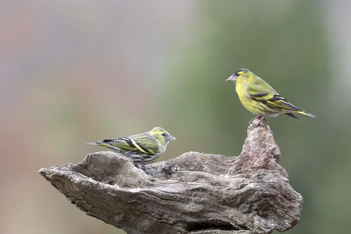 Framed Print : Eurasian siskins (Spinus spinus)