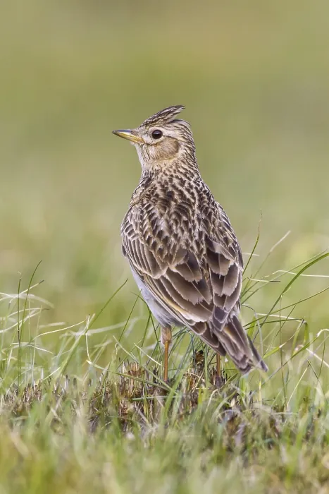 Framed Print : Eurasian Skylark (Alauda arvensis) in field Framed Print : Eurasian Skylark (Alauda arvensis) in field